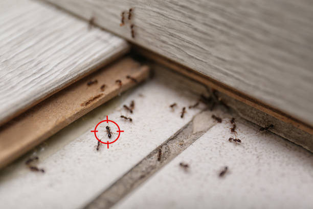  Claremont, NH Pest Control Pros